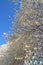 Bradford Pear Tree