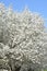 Bradford pear tree bloom as spring arrives