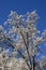 Bradford Pear Tree Blooms