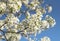 Bradford Pear tree flowering blossoms bloom on colorful spring d