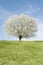 Bradford Pear tree in full bloom