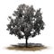 Bradford Pear Tree in the spring on a sand area on white background
