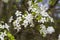 Bradford Pear Tree White Blossoms