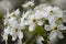 Bradford Pear Tree White Blossoms