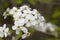 Bradford Pear Tree White Blossoms