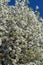 Bradford Pear Tree White Blossoms