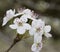 Bradford Pear Tree White Blossoms