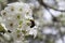 Bradford Pear Tree White Blossoms and Bumble Bee