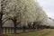 Bradford Pear Trees in Bloom