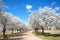 Bradford pear trees blooming in the Texas spring