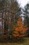 Bradford Pear Trees in Orange and Red Fall Color