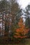 Bradford Pear Trees in Orange and Red Fall Color