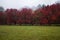 Bradford Pear Trees in Red Fall Color