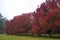 Bradford Pear Trees in Red Fall Color