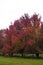 Bradford Pear Trees in Red Fall Color