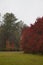 Bradford Pear Trees in Red Fall Color