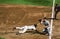 Brady Anderson dives back to First Base.