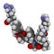 Bradykinin peptide molecule. 3D rendering. Atoms are represented as spheres with conventional color coding: hydrogen white,