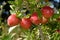 Braeburn apples