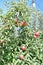 Braeburn and Idared apple orchard in autumn