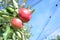 Braeburn and Idared apple orchard in autumn