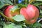 Braeburn and Idared apple orchard in autumn