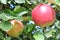 Braeburn and Idared apple orchard in autumn