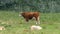 A Braford female cattle. A cross between a Hereford bull and a Brahman cow.
