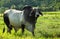 Braham cow in green pasture