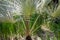 Brahea armata or Mexican blue palm or blue hesper palm