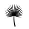Brahea black silhouette palm leaf. vector icon