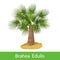 Brahea Edulis cartoon tree