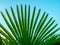 Brahea edulis. Palm leaves against the sky. Background from plants. Tropical concept. Sharp palm leaves