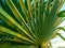 Brahea edulis. Palm leaves against the sky. Background from plants. Tropical concept. Sharp palm leaves