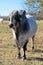 Brahma Bull Close Up