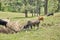 Brahma bulls with Cattle Egrets