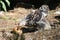 Brahma chick eating an apple