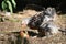 Brahma chick eating an apple