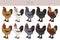 Brahma Chicken breeds clipart. Poultry and farm animals. Different colors set