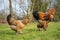 Brahma chickens