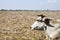 Brahma Cow in Dry Field