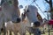 Brahma Cow Eating From Child`s Hand