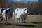 Brahma cow nursing her calf