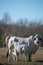 Brahma cow nursing her calf