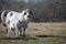 Brahma cow nursing her calf