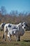 Brahma cow nursing her calf