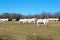 Brahma Cows Fighting