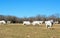 Brahma Cows Fighting