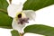 Brahma flower with leafs on white background