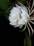 Brahma Kamal, Epiphyllum Oxypetalum flower with dew drop also known as queen of night